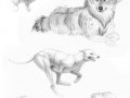 Animal_Anatomy_sketches___7_by_shadow_wolf.jpg